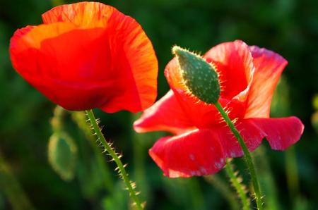 2011-6-22-富良野～ 301.jpg